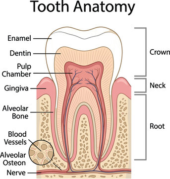 Tooth anatomy diagram vector illustration showing medical cross section structure with crown root enamel dentin pulp and nerves isolated on white background