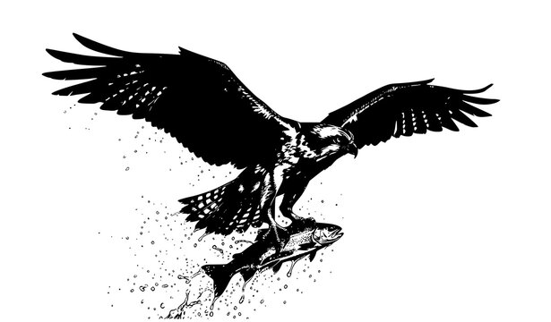 Vector illustration of an eagle hawk or osprey bird flying and catching a fish on white background