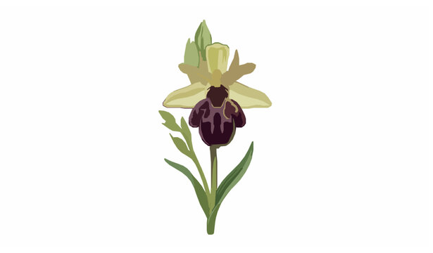 Vector illustration of an exotic bumblebee orchid flower with green leaves isolated on clean white background