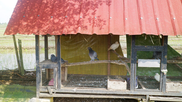 Pigeons in a small farm coop by the pond