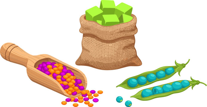 Organic Legumes and Fresh Agriculture Crops Vector Set with Burlap Sack, Wooden Scoop, Green Peas in Pods, and Colorful Grains for Grocery Branding
