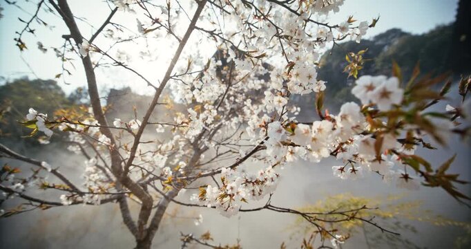 Spring Cherry Blossom Tree Backlit by Sun with Mist In Hiroshima, Japan - Slow Motion Steady Cam Shot