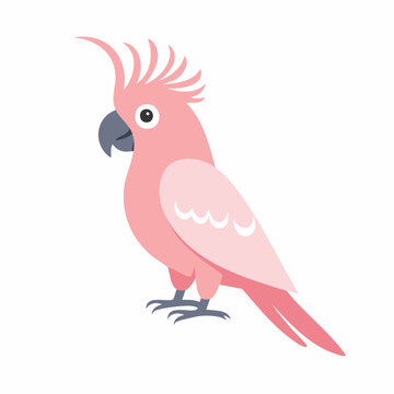 Pink Cockatoo Illustration