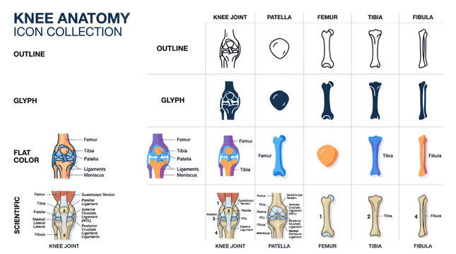 Human knee joint anatomy icons including femur tibia and fibula
