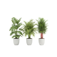 Fototapeta premium Three vibrant tropical houseplants including a monstera and palms in white ceramic pots stand against a transparent background botanical elegance concept