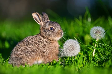 Leveret sitting near dandelion seed head in green grass © byrdyak