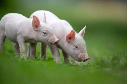 Two adorable pink piglets exploring a lush green grassy field