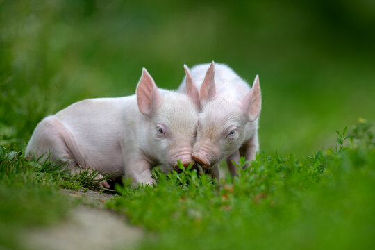 Two adorable pink piglets exploring a lush green grassy field