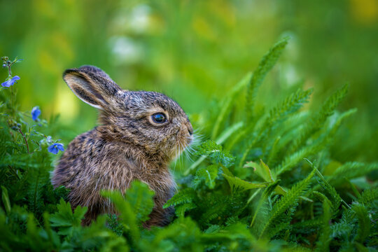 Young wild hare sitting among green meadow grass