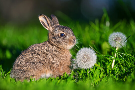 Leveret sitting near dandelion seed head in green grass