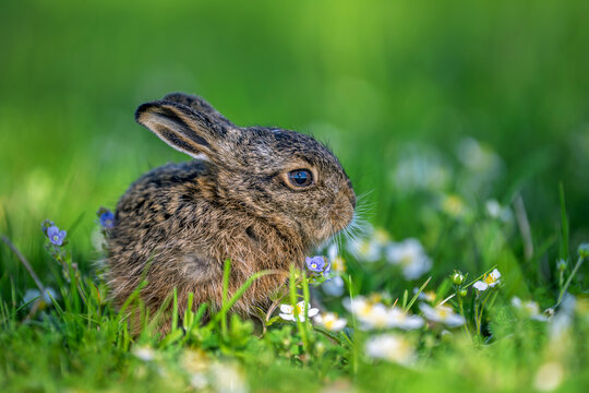 Young wild hare sitting among green meadow grass