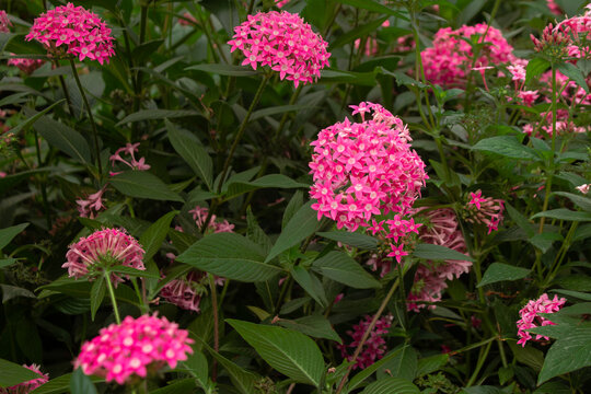Vibrant pink Pentas flowers blooming in a lush garden with green foliage