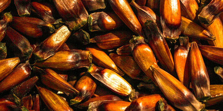 A portion of pine nuts, seeds from the Araucaria tree, scientifically named Araucaria angustifolia, in Curitiba, PR, southern Brazil.
