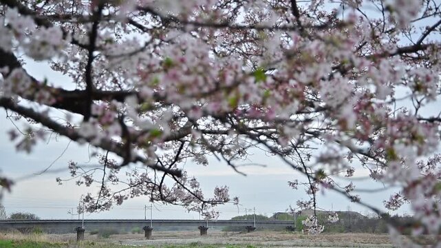 桜咲く愛知川を渡る東海道新幹線N700A （東海道新幹線 京都 - 米原, 2026年4月）