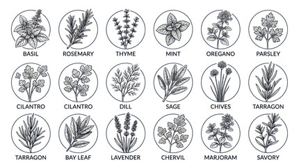 Culinary herbs and spices collection with hand drawn vintage sketches © albab