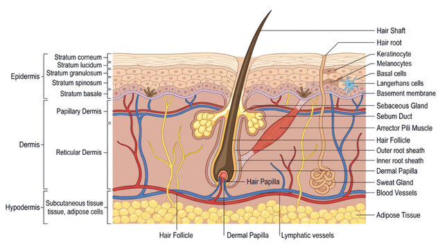 Anatomical cross section of human skin layers and structures