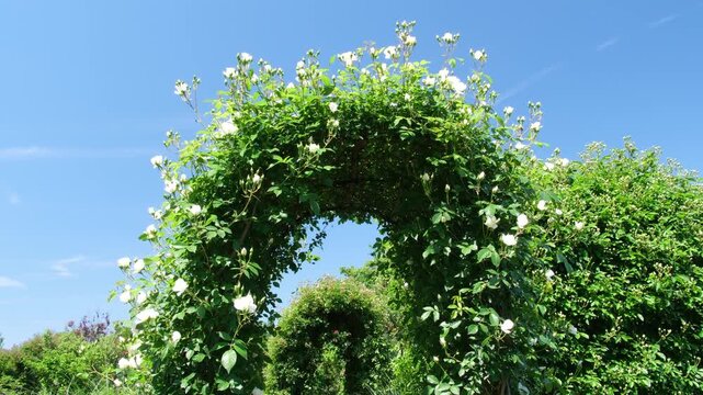 薔薇と青空