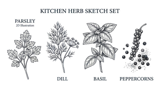 Hand drawn botanical herb sketches including parsley dill and basil