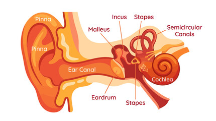 Human ear anatomy cross section diagram with labels © Anggrek