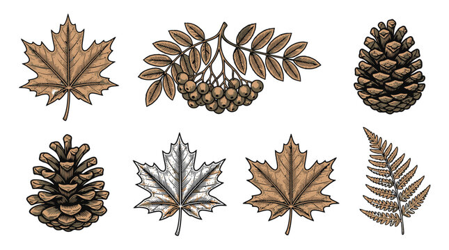Autumn Leaves and Pine Cones Vector Illustration Set.