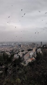 seagulls on the beach in Top view of Palestine
