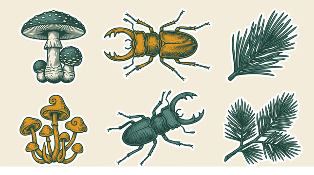 Vector insects and pine leaves nature illustration set for education.