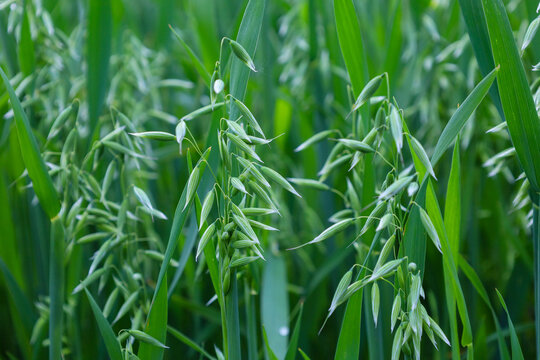Young green oat ears actively develop in an agricultural field during the summer period. Fresh cereal crops create a dense texture of vegetation, demonstrating the ripening process of the future harve