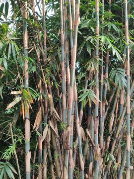 bamboo forest background