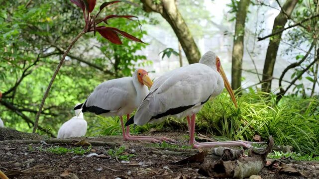 side portrait of white stork in the wild, yellow billed stork hock sitting in the park, white bird resting in the afternoon, wild bird behaviour in nature footage