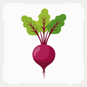 Illustration of a single fresh beet with green leaves