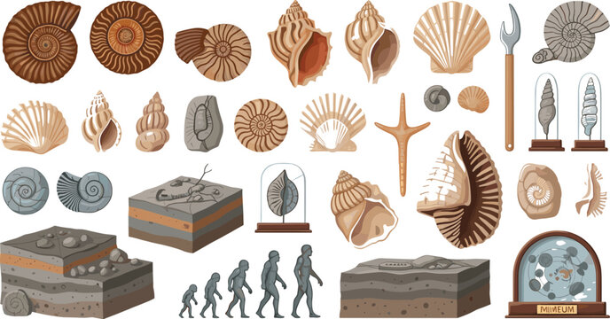 Paleontology and Fossil Discovery Vector Collection with Ammonite Specimens, Ancient Marine Shells, Geological Stratigraphy Layers and Evolutionary Science Elements