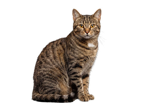 Graceful brown tabby cat with bright amber eyes sitting composedly.