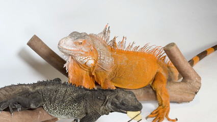 Naklejka premium Orange and Black Iguanas on Branch in White Studio Setting