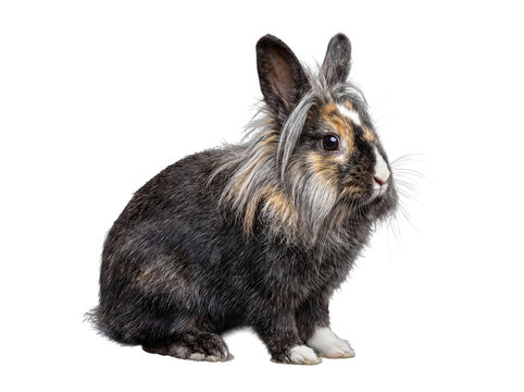 Charming Lionhead rabbit with a dark, multicolored coat and distinctive fluffy mane.