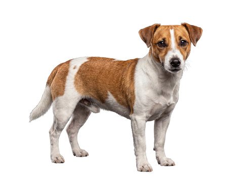 A charming brown and white Jack Russell Terrier stands poised, showcasing its friendly nature and attentive gaze.