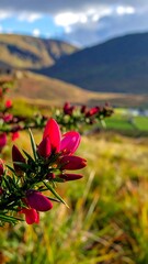 Obraz premium Moorland Flower Bloom.