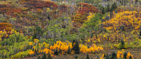 Obraz premium Autumn mountain forest showing colorful aspen trees changing foliage in Colorado
