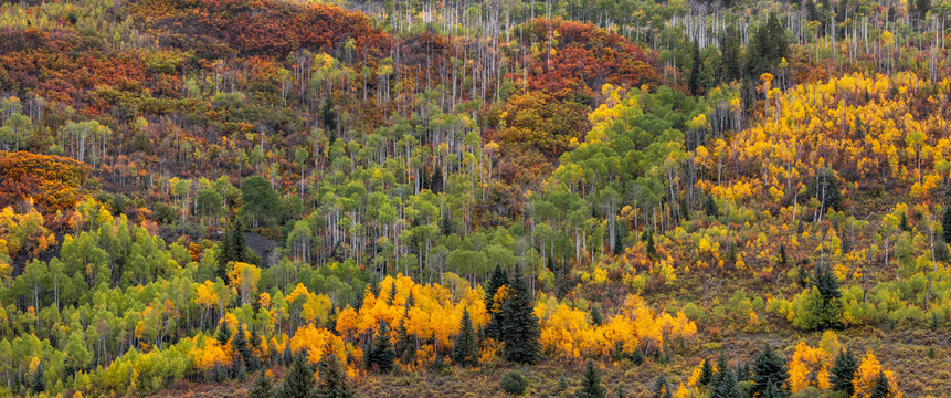 Autumn mountain forest showing colorful aspen trees changing foliage in Colorado
