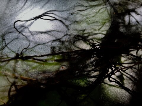Abstract silhouette of plant roots and moss under frosted glass structure