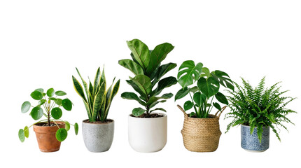 Fototapeta premium Five potted houseplants, including a pilea, snake plant, fiddle leaf fig, monstera, and fern, arranged on a surface