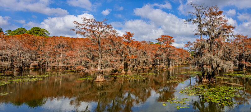 Caddo Lake cypress trees changing colors in autumn swamp