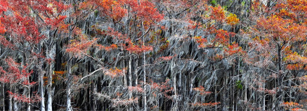 Cypress trees displaying vibrant red autumn foliage and Spanish moss