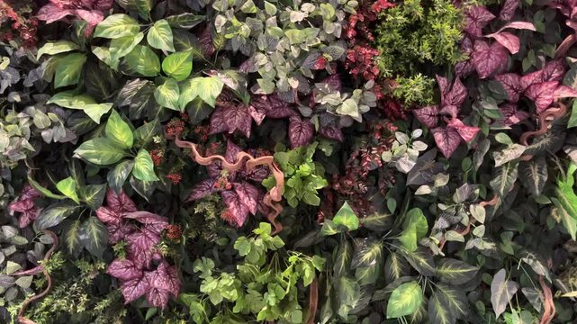 Vibrant foliage blends greens, purples, and earthy browns. Leaves vary in size and texture, creating rich visual depth. Natural tangle suggests thriving, untamed growth. Side view, front. background, 