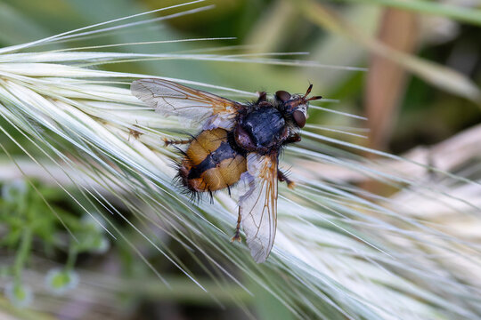 Eine Igelfliege in der Draufsicht auf einem Halm sitzend