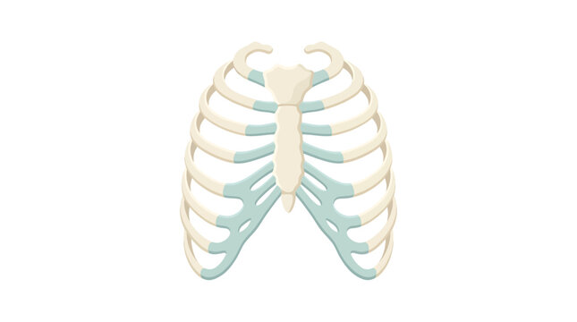 Human Sternum Breastbone with Costal Cartilages