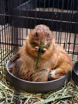 A cozy view of a small marmot surrounded by pleasant natural light.