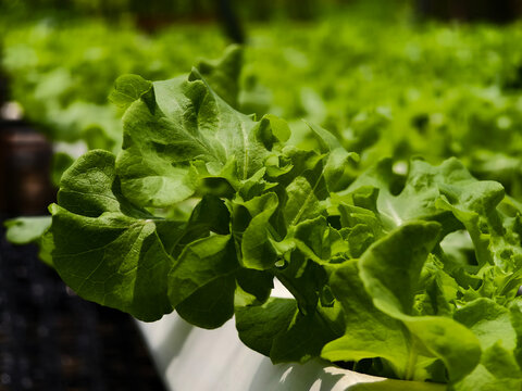 Rows hydroponic lettuce seedlings in greenhouse, commercial farming operation with white rows