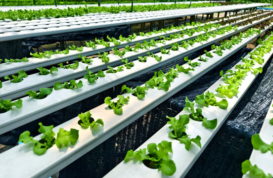 Rows hydroponic lettuce seedlings in greenhouse, commercial farming operation with white rows