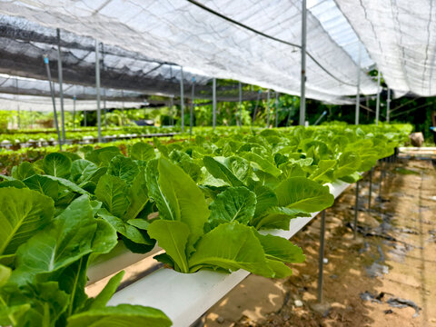 Rows hydroponic lettuce seedlings in greenhouse, commercial farming operation with white rows
