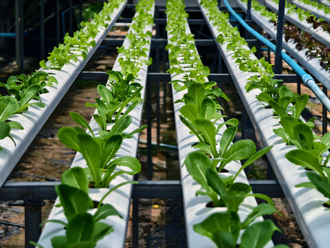 Rows hydroponic lettuce seedlings in greenhouse, commercial farming operation with white rows